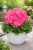 Pelargonia rabatowa Lola P9