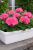 Pelargonia rabatowa Lola P9