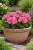 Pelargonia rabatowa Lola P9