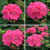 Pelargonia rabatowa Lola P9