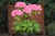 Pelargonia rabatowa Lavina C12