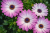 Stokrotka afrykańska FlowerPower Pink + Eye