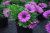 Stokrotka afrykańska FlowerPower Pink + Eye
