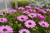 Stokrotka afrykańska FlowerPower Pink + Eye