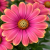 Stokrotka afrykańska FlowerPower Pink Sun