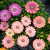 Stokrotka afrykańska FlowerPower Pink Sun