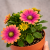 Stokrotka afrykańska FlowerPower Pink Sun