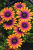 Stokrotka afrykańska FlowerPower Purple Sun