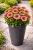 Stokrotka afrykańska FlowerPower Purple Sun