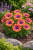 Stokrotka afrykańska FlowerPower Purple Sun