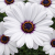 Stokrotka afrykańska FlowerPower White