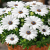 Stokrotka afrykańska FlowerPower White