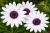 Stokrotka afrykańska FlowerPower White