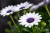 Stokrotka afrykańska FlowerPower White
