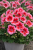 Pelargonia Magic Kiss Pink Red P9
