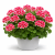 Pelargonia Magic Kiss Pink Red P9