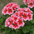 Pelargonia Magic Kiss Pink Red P9