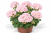 Pelargonia Magic Kiss Pink Sugar P9