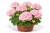 Pelargonia Magic Kiss Pink Sugar P9