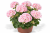 Pelargonia Magic Kiss Pink Sugar P9