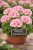 Pelargonia Magic Kiss Pink Sugar P9