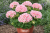 Pelargonia Magic Kiss Pink Sugar P9