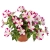 Surfinia Petunia Fun House Star Pink P9