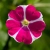 Surfinia Petunia Fun House Star Pink P9