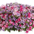 Supertunia Vista Fuchsia P9 - zestaw 6 szt,