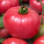 Pomidor Malinowy Ożarowski