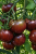 Pomidor Black Cherry