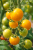 Pomidor Ola Polka żółty
