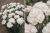 Goździk Pure White