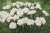 Goździk Pure White