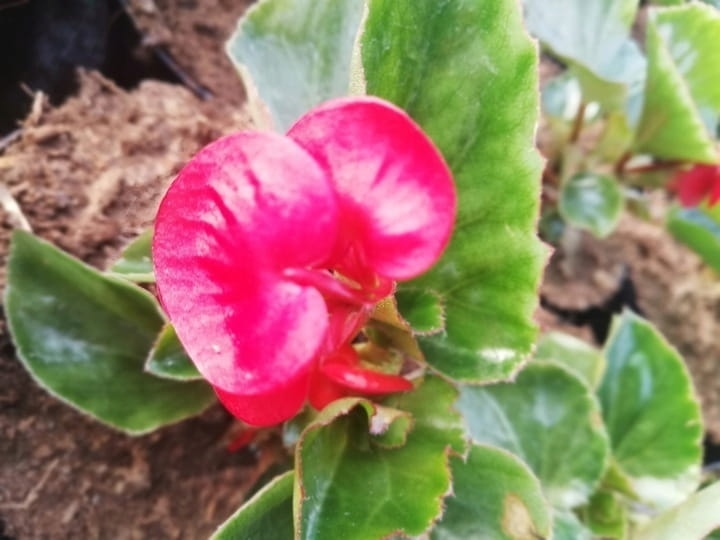 Begonia TOPHAT - DRAGON SCARLET