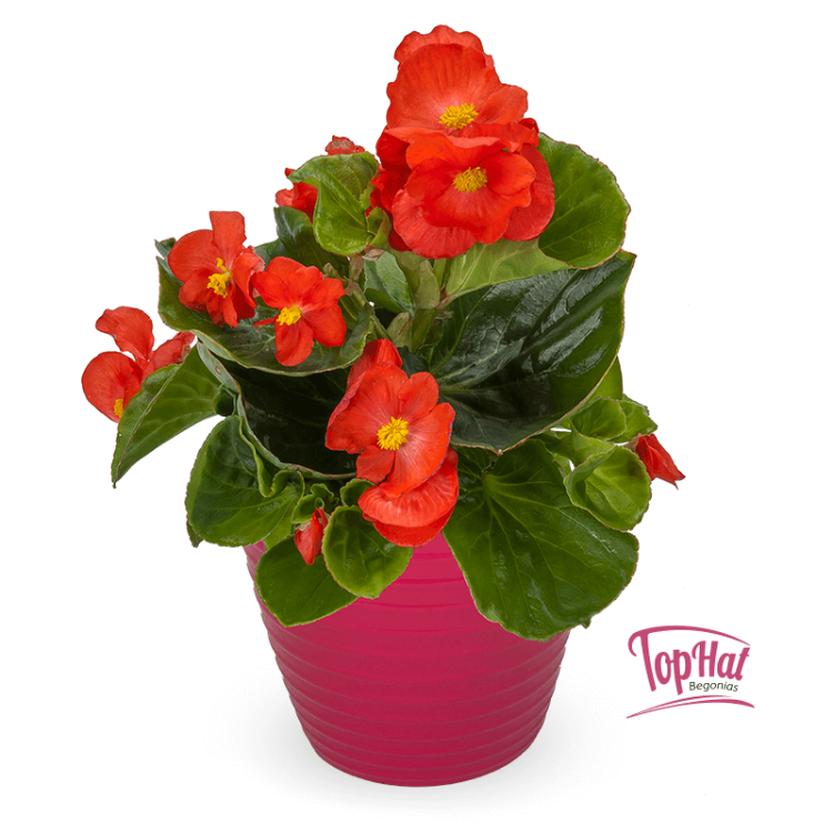 Begonia TOPHAT - DRAGON SCARLET