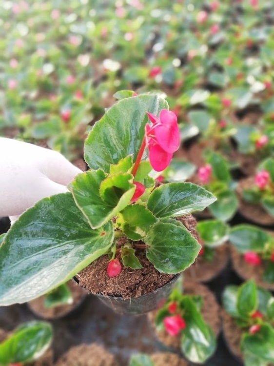 Begonia TOPHAT - DRAGON SCARLET