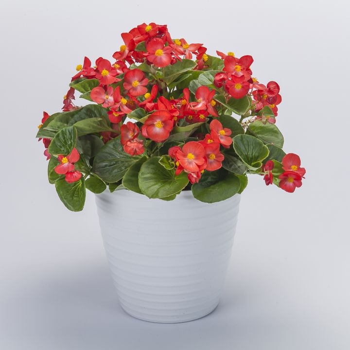 Begonia TOPHAT - DRAGON SCARLET