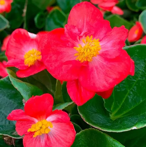 Begonia TOPHAT - DRAGON SCARLET