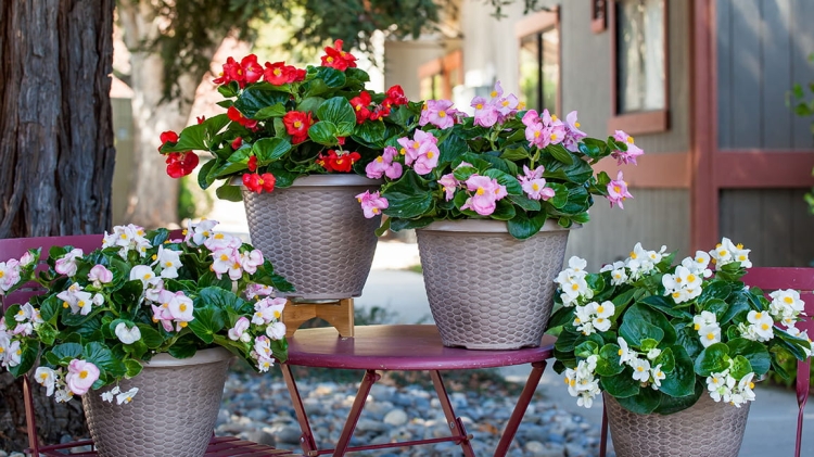 Begonia TOPHAT - DRAGON SCARLET