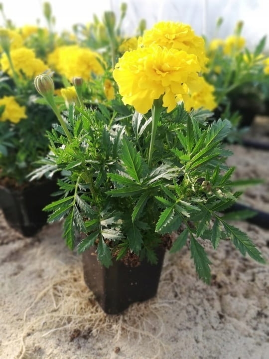 AKSAMITKA - STUDENTKA  YELLOW