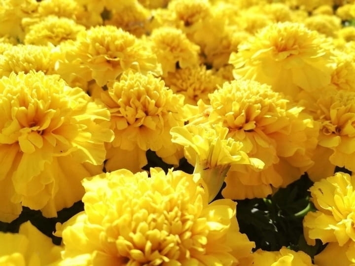 AKSAMITKA - STUDENTKA  YELLOW