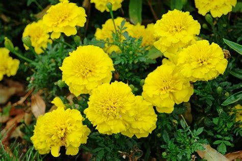 AKSAMITKA - STUDENTKA  YELLOW