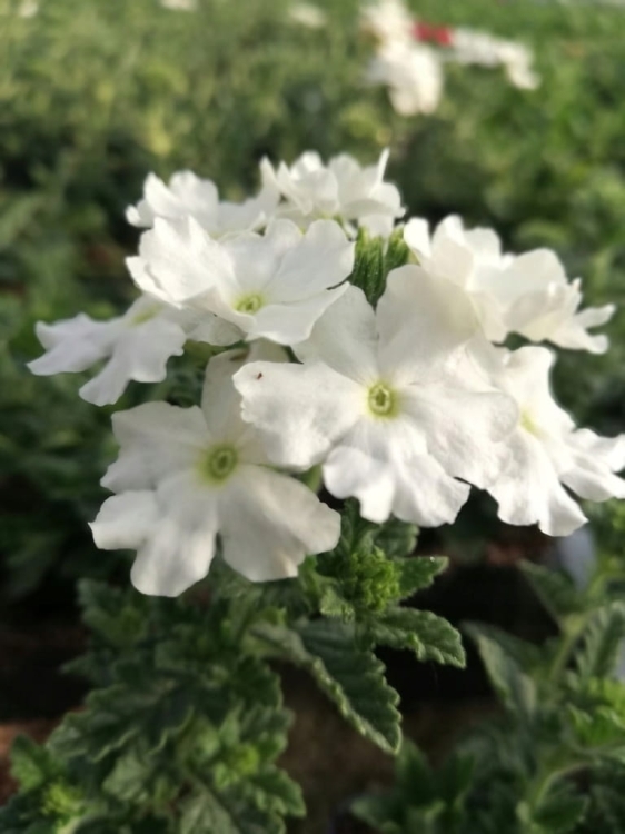 WERBENA Drums White p9