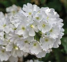 WERBENA Drums White p9