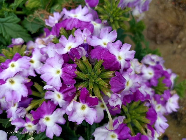 Werbena Drums Blue White p9