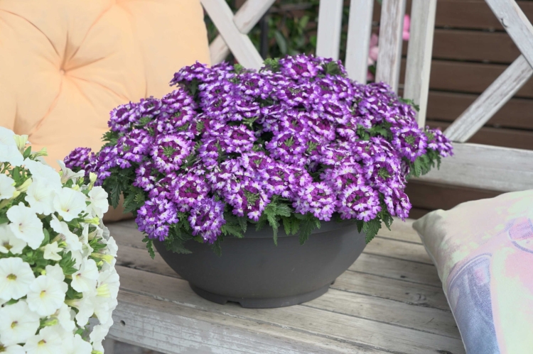 Werbena Drums Blue White p9