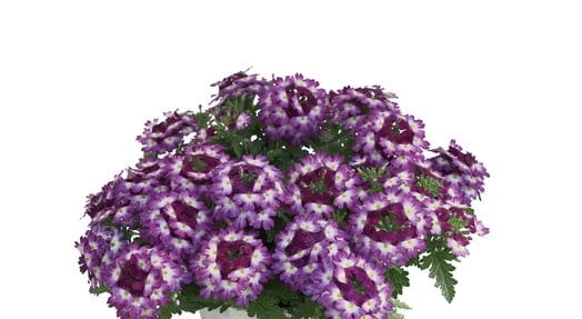 Werbena Drums Blue White p9