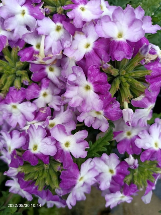 Werbena Drums Blue White p9