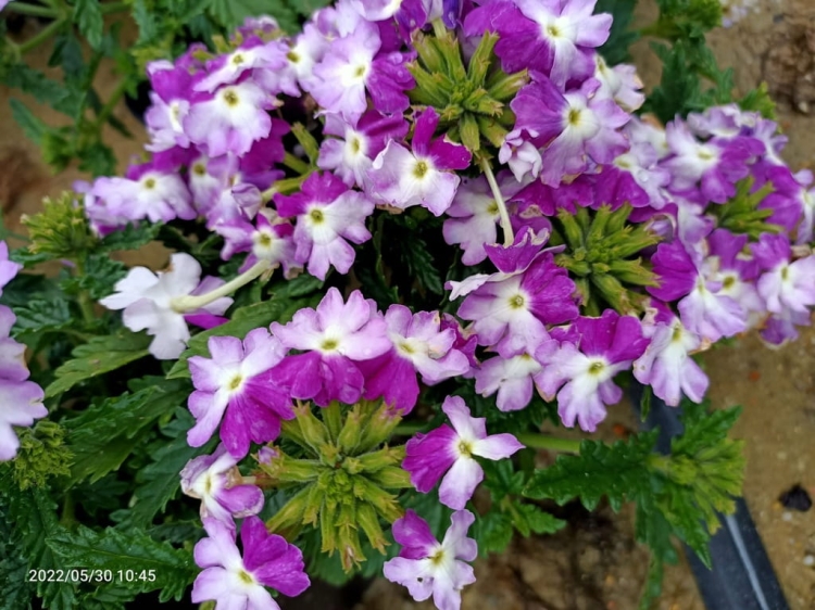 Werbena Drums Blue White p9